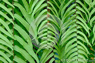 Close up of natural green fern leaves. Stock Photo