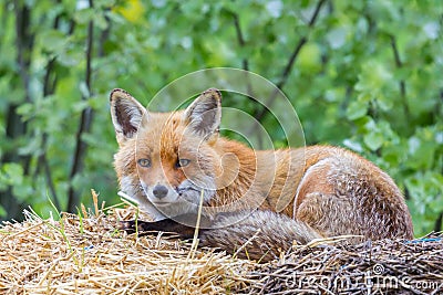 Close-up red fox vulpes on straw Stock Photo