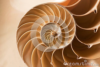 Close up nautilus shell pattern Stock Photo