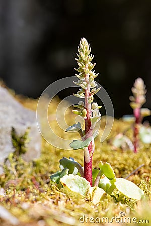 Navelwort (umbilicus rupestris Stock Photo