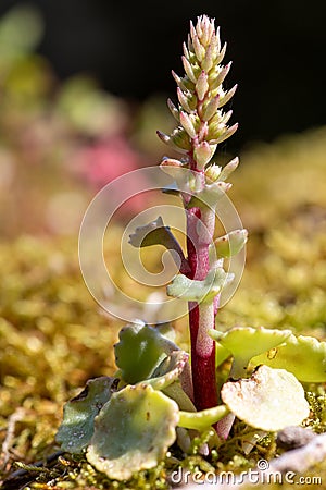 Navelwort (umbilicus rupestris Stock Photo