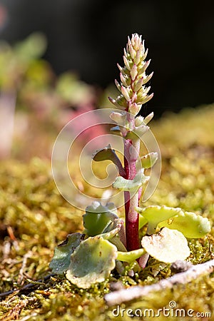 Navelwort (umbilicus rupestris Stock Photo