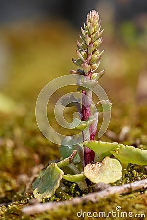 Navelwort (umbilicus rupestris Stock Photo