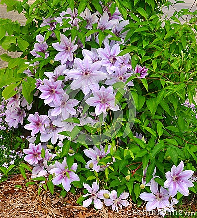 Close-up of Nelly Moser Clematis, climbing flower vine Stock Photo