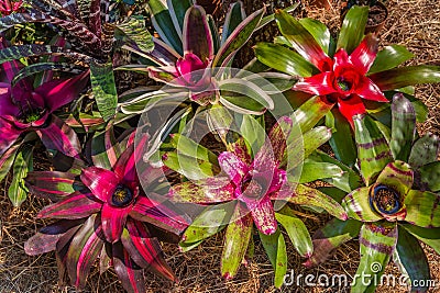 Close up of Neoregelia Bromeliaceae, Ornamental Bromiliad. Stock Photo