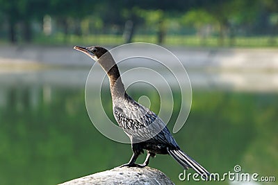 A close-up of neotropic cormorant. Stock Photo