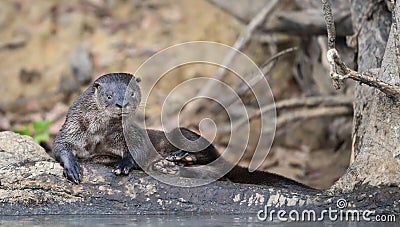 Close up of a neotropical otter Stock Photo
