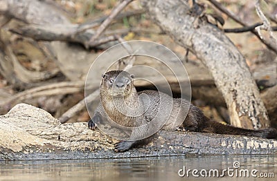 Close up of a neotropical otter Stock Photo