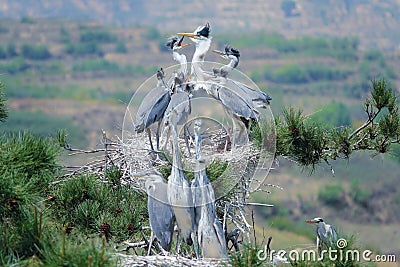 Nest of Grey Heron Stock Photo