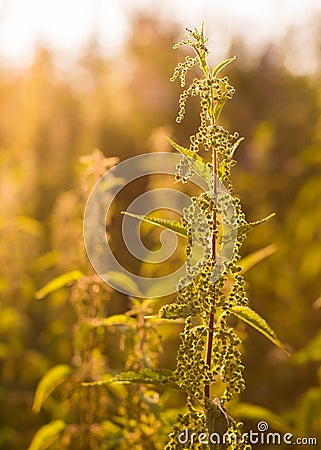 Close up of nettle plant in forest Stock Photo