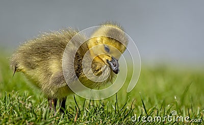 Close up of a new born Canada Goose gosling feeding Stock Photo
