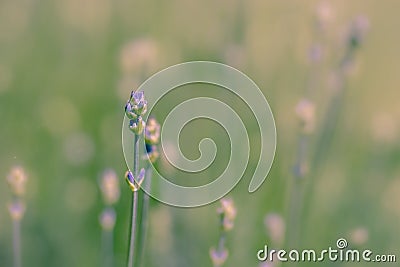 Close up of new shoots of Lavender growing on a bush Stock Photo