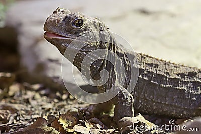 New Zealand Tuatara Stock Photo