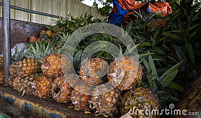 Close up of a newly harvested fresh pineapples tropical fruit stacked in the back of a truck, fresh pineapples for sale in superma Stock Photo