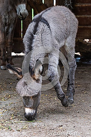 Close-up of nice donkey cub. A young donkey in his home Stock Photo