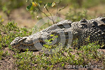 Close-up of Nile crocodile asleep among bushes Stock Photo