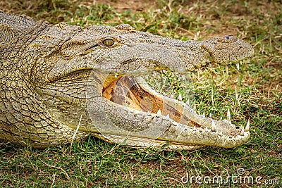 Close up Nile Crocodile Crocodylus niloticus at the Kazinga Channel, Queen Elizabeth National Park, Uganda. Stock Photo