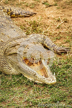 Close up Nile Crocodile Crocodylus niloticus at the Kazinga Channel, Queen Elizabeth National Park, Uganda. Stock Photo