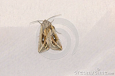Noctuid moth Stock Photo