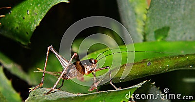 Close-up from a nocturnal cricket Stock Photo