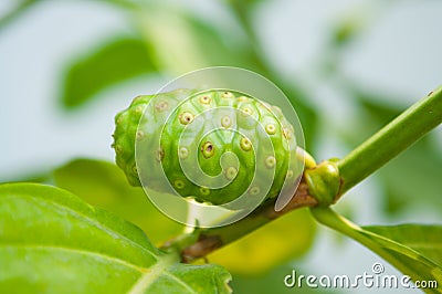 Close Up Noni Fruit Stock Photo