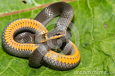 Northern Ringneck Snake - Diadophis punctatus edwardsii Stock Photo