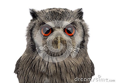 Close-up of a Northern white-faced owl - Ptilopsis leucotis Stock Photo