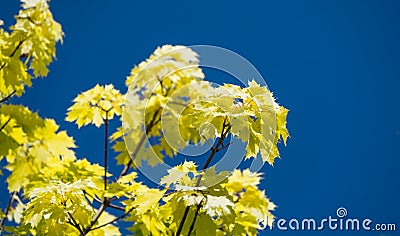 Close-up norway maple Acer platanoides Princeton Gold spring bright leaves on blue sky background. Stock Photo