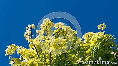 Close-up norway maple Acer platanoides Princeton Gold spring bright leaves on blue sky background. Public landscape Stock Photo