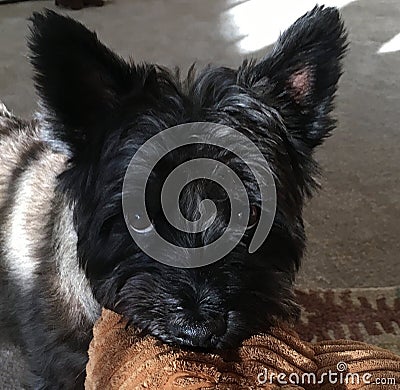 Close up of Norwich Terrier named Ari, brown eyes, grizzle color, with stuffed toy in his mouth Stock Photo