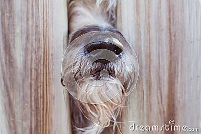 CLOSE-UP NOSE OF A SHEEP DOG BETWEEN A WOODEN FENCE INTO NEIGHBOUR`S GARDEN Stock Photo