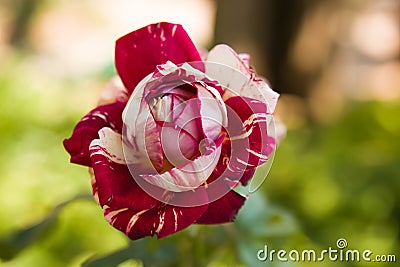 Close-up of nuanced rose in the garden Stock Photo