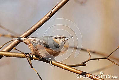 Nuthatch - Sitta europaea in the forest Stock Photo