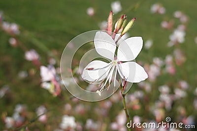 Macro of gaura lindheimeri wonderful tny white flowers of whirling butterflies in the morning sun on green background Stock Photo
