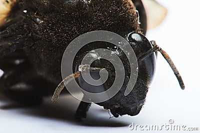 Close up of old bumblebee Stock Photo