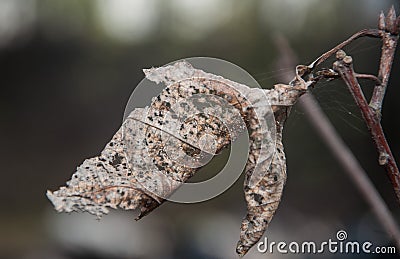 Close up on old dying leaf on the tree Stock Photo