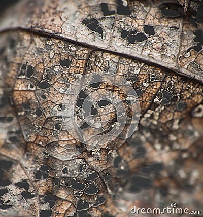 Close up on old dying leaf on the tree Stock Photo