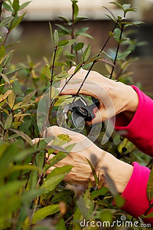 Close up on an old lady's hands cutting bushes. Stock Photo