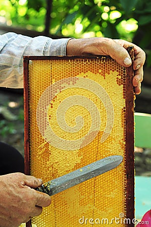 Close up of Old Man Human Hand Extracting Honey from Yellow Honeycomb Outdoor. Beekeeper Cuts Wax Off from Honeycomb Frame with Sp Stock Photo