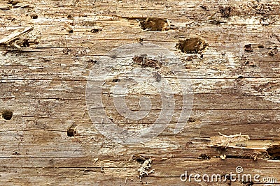 Close-up Of Old Pine Tree Rough Cross Section Background Texture Stock Photo