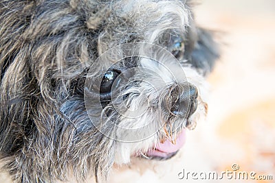 Close up old shih tzu dog face Stock Photo