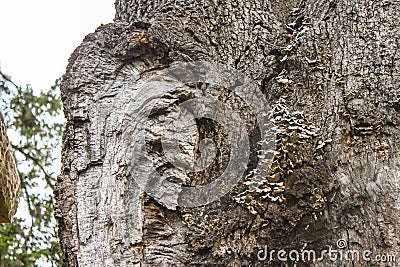 Close-up of an old tree wound with shelf mushrooms on bark and blurred foliage in background Stock Photo