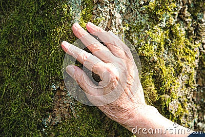 Close-up of older womans hand touching the bark of a tree Stock Photo