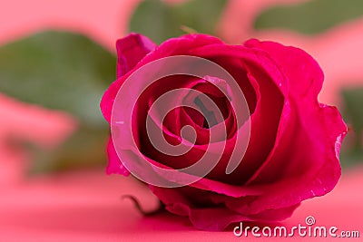 Close-up pink rose flower on pink background Stock Photo