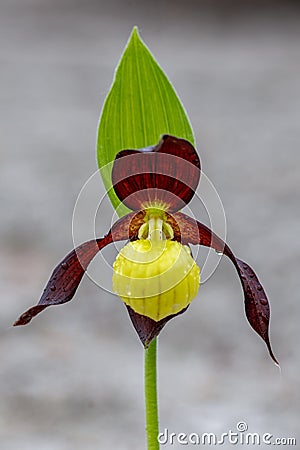 Close up of one single bizarre looking ladys slipper orchid Stock Photo