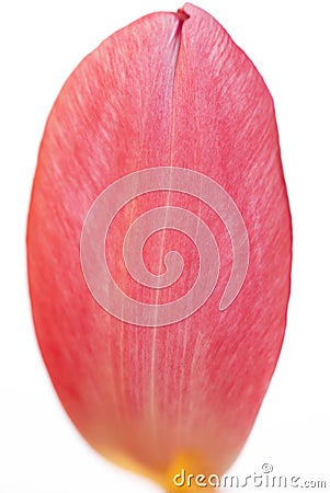 Close up Of One Tulip Petal Stock Photo