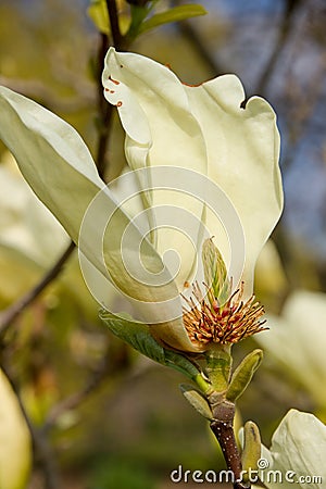 Vanilla magnolia flower Stock Photo
