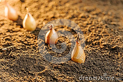 Close up of onion bulbs in the ground. planting seed in soil, Stock Photo