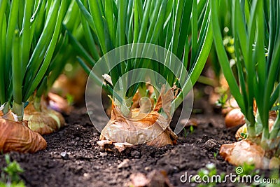 Close-up of onion plantation in a hothouse Stock Photo