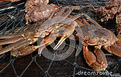 Close-up of Opilio Crab in a Net Stock Photo